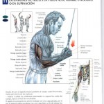 extensiones de triceps en supinación