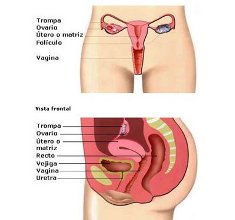 Esteroides orales para mujeres