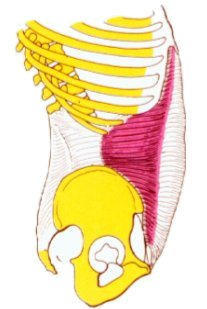 Musculo transverso del abdomen