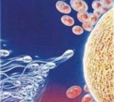 Lee más sobre el artículo El ácido fólico ayuda a mantener la calidad del semen