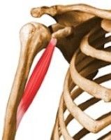 Lee más sobre el artículo Anatomía: Músculos del brazo