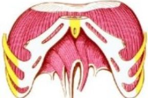 Anatomía: Músculo Diafragma
