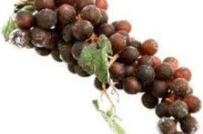 La uva, fuente de energía y nutrientes