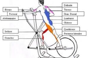 Lee más sobre el artículo La bicicleta elíptica