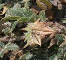 Lee más sobre el artículo Suplementos: Tribulus terrestris