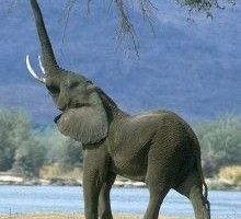 Lee más sobre el artículo Músculos y miedo a los ratones