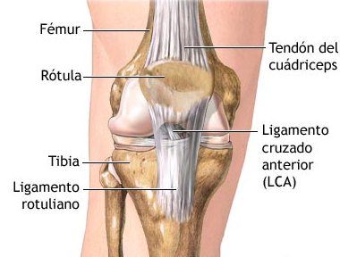 ligamentos de la rodilla