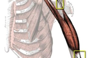 Anatomía: Músculo, tendón y ligamento