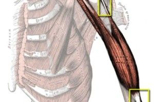 Lee más sobre el artículo Anatomía: Músculo, tendón y ligamento