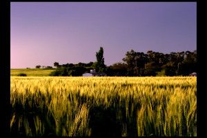 Lee más sobre el artículo Los vegetales transgénicos: ¿Amigos o enemigos de la salud y del ecosistema?