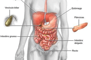 Lee más sobre el artículo La gastritis, una dolencia frecuente de la vida moderna