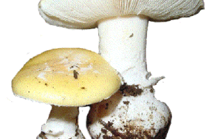 Lee más sobre el artículo La micoterapia, el uso curativo de los hongos