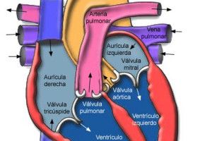 Lee más sobre el artículo Práctica deportiva y reconocimiento cardiológico previo