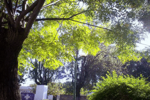 Lee más sobre el artículo Oxigenación Hiperbárica