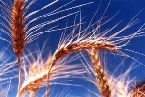 Lee más sobre el artículo El gluten, proteína pura