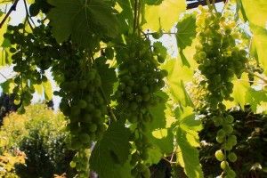 Lee más sobre el artículo Propiedades nutricionales de las uvas