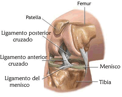 Lee más sobre el artículo Lesión de ligamento cruzado anterior