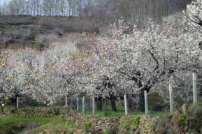 El Valle de Jerte en flor