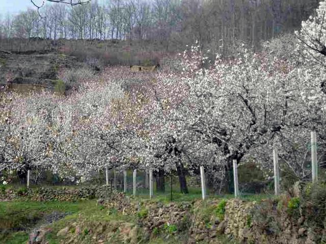 Lee más sobre el artículo El Valle de Jerte en flor