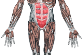 El Sistema muscular