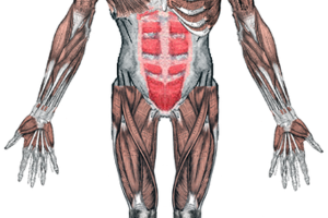 El Sistema muscular 1