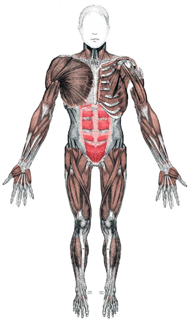 Lee más sobre el artículo El Sistema muscular