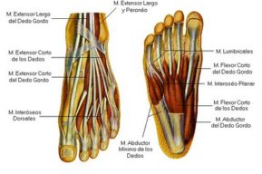 Anatomía funcional del pie