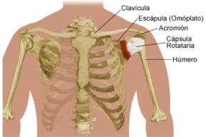 Lesiones de hombro, cómo prevenirlas