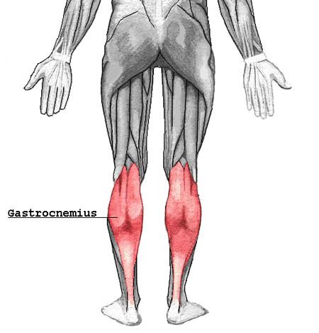 Lee más sobre el artículo Músculo gastrocnemio (gemelos)