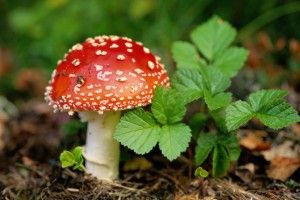 Lee más sobre el artículo Tipos de Micosis y cómo tratarlas