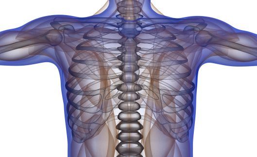 Lee más sobre el artículo Anatomía del cuerpo