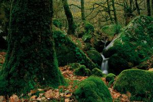 Lee más sobre el artículo Primavera, descubre el Parque Natural de los Alcornocales en Cádiz