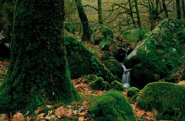 Lee más sobre el artículo Primavera, descubre el Parque Natural de los Alcornocales en Cádiz