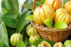 Lee más sobre el artículo Garcinia Cambogia para adelgazar