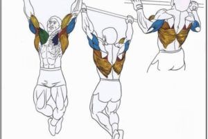 Lee más sobre el artículo Pull-ups, obtener un físico digno de un culturista