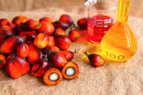Todo lo que debes saber sobre el aceite de palma