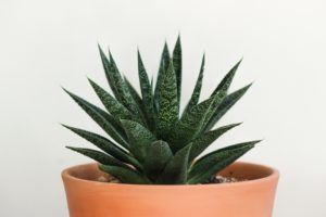 Lee más sobre el artículo La sábila, una planta que todos conocemos bien gracias a sus innumerables beneficios para la salud