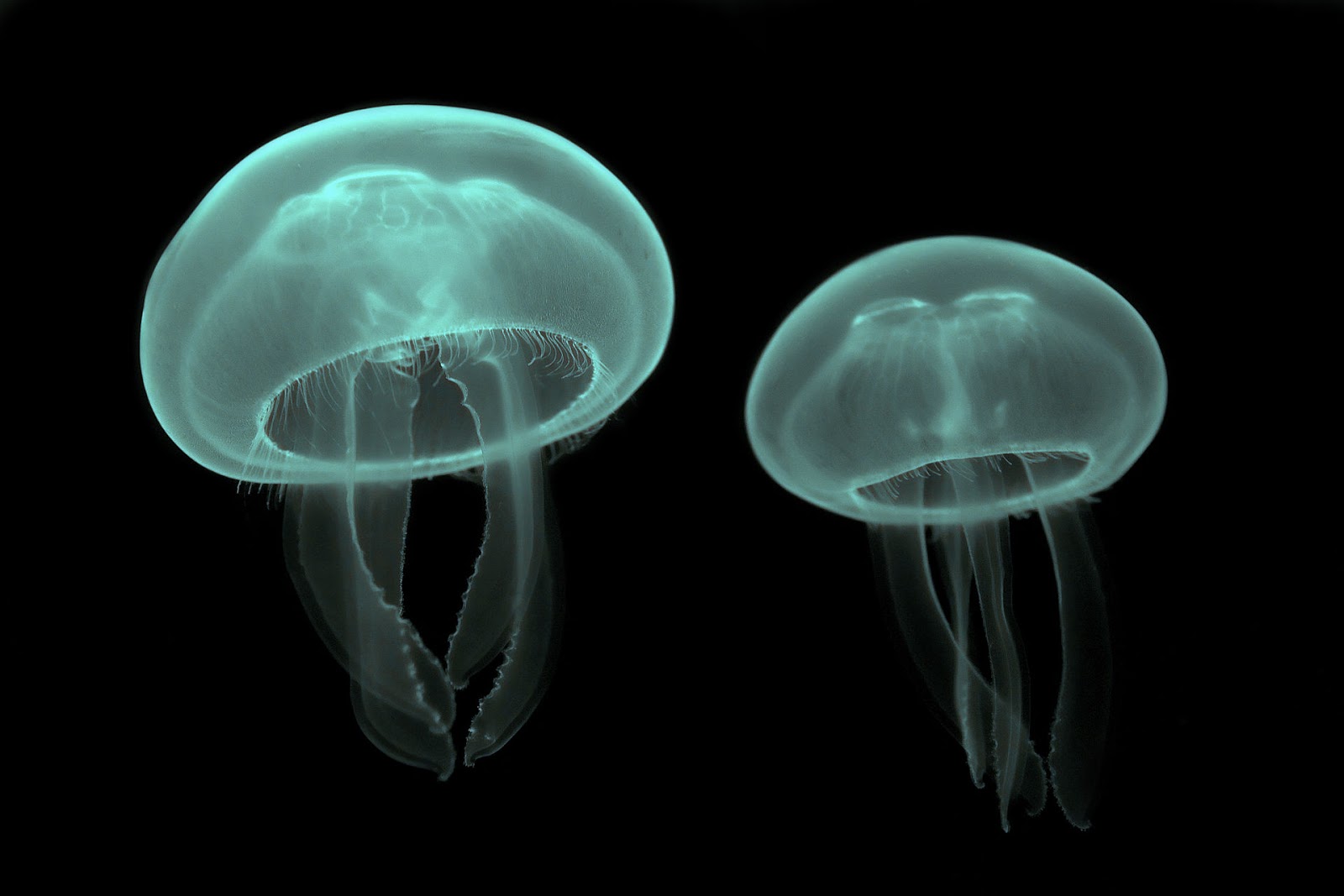 dos medusas