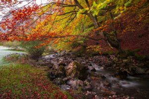 Lee más sobre el artículo Otoño en el Bosque de Muniellos