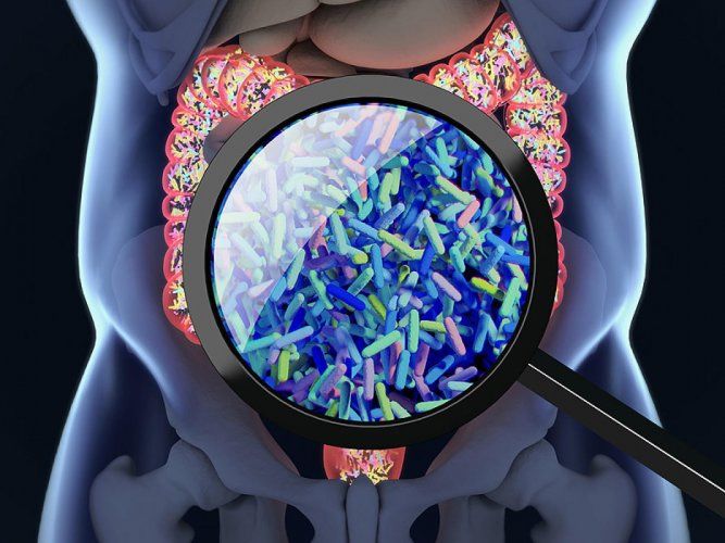 Lee más sobre el artículo Microbiota, probióticos y profesionales de la salud