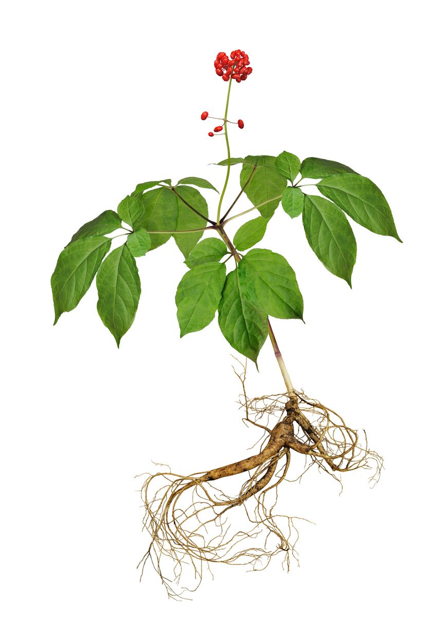 Lee más sobre el artículo Ginseng: Qué es, por qué y cómo tomarlo
