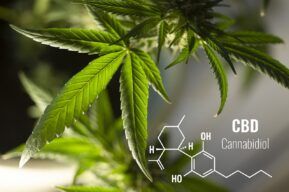 Lee más sobre el artículo ¿Cómo está transformando el CBD la agricultura sostenible en España y América Latina?