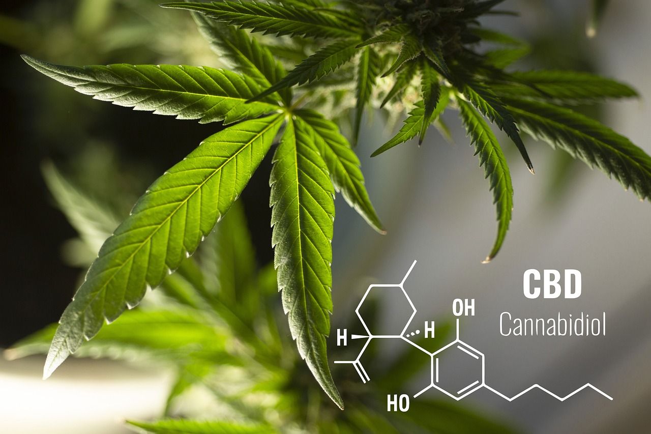 Lee más sobre el artículo ¿Cómo está transformando el CBD la agricultura sostenible en España y América Latina?